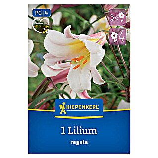 Kiepenkerl Mešana cvetlična semena kraljevih lilij (Lilium regale)