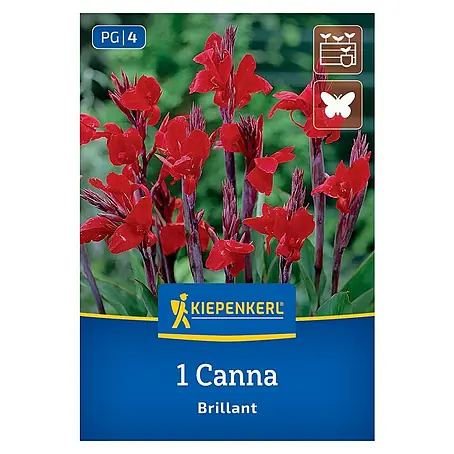 Kiepenkerl  Blumensamenmischung Blumenrohr Brilliant