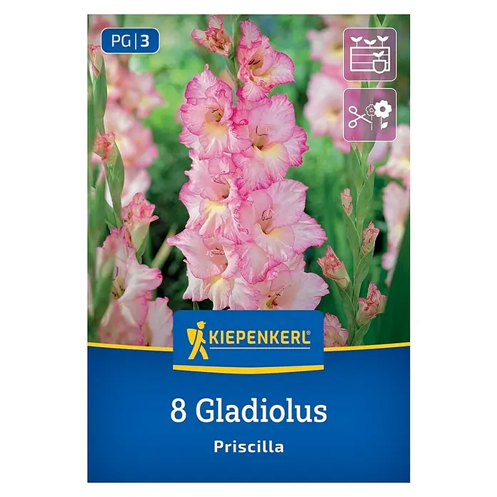 Kiepenkerl Blumensamenmischung Großblumige Gladiole Priscilla - Gladiolus x Hybrida - Produktbild: Eine Packung "8 Gladiolus Priscilla" Blumenzwiebeln mit rosa Blüten und Kiepenkerl Logo.