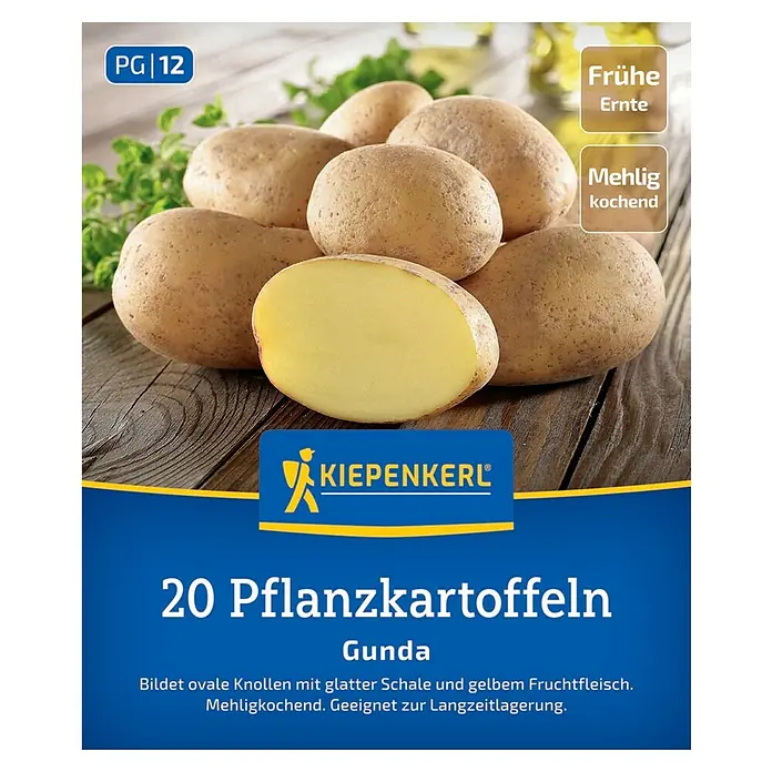 Kiepenkerl Pflanzkartoffeln Gunda - Solanum tuberosum, 20 Stk., Erntezeit: August, Einjährig - Abbildung von Saatkartoffeln der Sorte Gunda. Frühe Ernte, mehlig kochend und für die Langzeitlagerung geeignet.