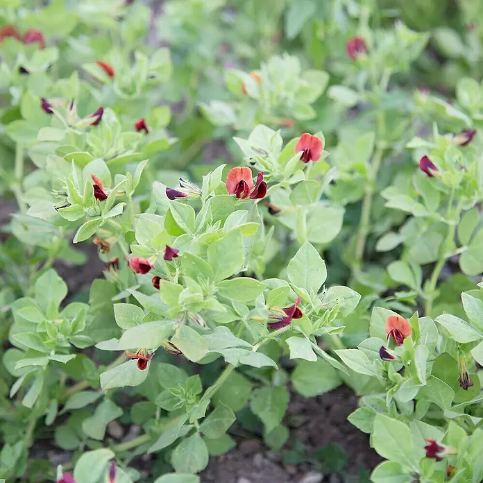 Blu Bio Spargelerbse - Lotus tetragono, Topfgröße: 12 cm - Nahaufnahme von malerischen Schmetterlingsblüten, die in voller Pracht blühen und eine lebendige Mischung aus Rot- und Lilatönen aufweisen.