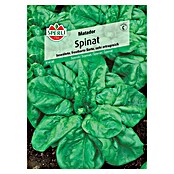 Sperli Gemüsesamen Spinat (Matador, Spinacia oleracea, Erntezeit: Mai) | BAUHAUS