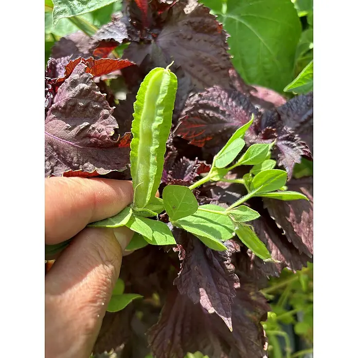 Blu Bio Spargelerbse - Lotus tetragono, Topfgröße: 12 cm - Grüne Flügelbohne, gehalten vor dem Hintergrund purpurroter Shiso-Blätter, präsentiert die frische und knackige Textur dieser einzigartigen Gemüsesorte.