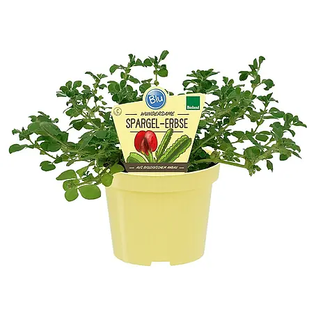 Blu Bio Spargelerbse