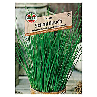Sperli Gemüsesamen Schnittlauch (Twiggy, Allium schoenoprasum, Erntezeit: Juli)