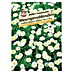Sperli Blumensamen Wiesengänseblümchen Tausendschön 