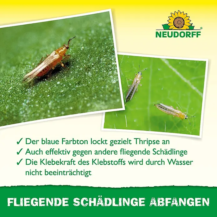 Neudorff Klebefalle Blau-Sticker - Blau, 10 Stk. - Bild von Neudorff Schädlingsbekämpfungsprodukten, die fliegende Schädlinge abfangen, mit dem Fokus auf Thripse.