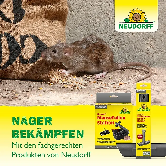 Neudorff Sugan Rattenfalle Köderstation & Duftköder - Schlagfalle, Metall - Ratte neben Neudorff Sugan MäuseFallen Station und Quiritox Wühlmaus Köder Depot.