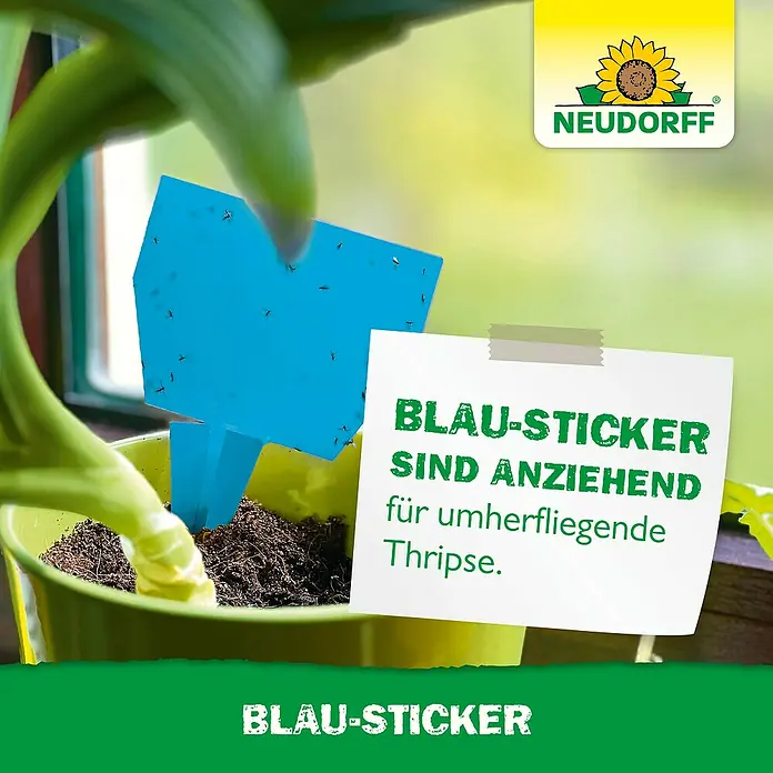 Neudorff Klebefalle Blau-Sticker - Blau, 10 Stk. - Nahaufnahme eines Neudorff Blau-Sticker, der im Blumentopf steckt und Thripse anzieht.
