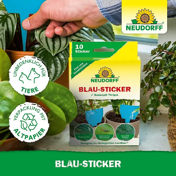 Neudorff Klebefalle Blau-Sticker - Blau, 10 Stk. - Produktfoto der Neudorff Blau-Sticker, die Thripse bekämpfen, umgeben von Zimmerpflanzen und einer Hand, die einen Sticker platziert.