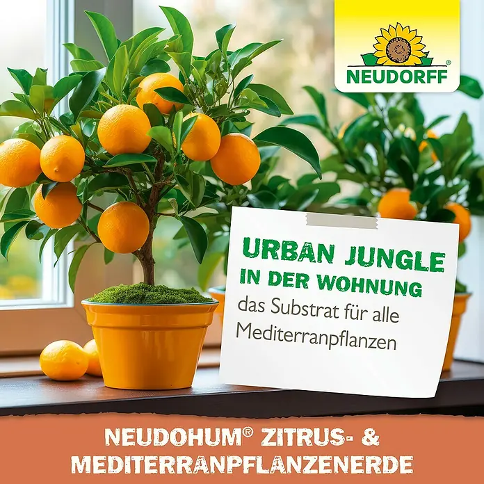 Neudorff NeudoHum Zitruspflanzenerde Zitrus- & Mediterranpflanzen - 40 l - Neudohum® Zitrus- & Mediterranpflanzenerde: Ideal für gesunde Zitruspflanzen und mediterrane Pflanzen im urbanen Dschungel.