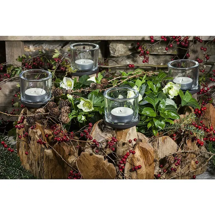 Piardino Christrose - Helleborus niger 'Christmas Carol' ®, Topfgröße: 12 cm, Weiß - Adventskranz mit vier Teelichtern in Gläsern, Tannenzapfen, roten Beeren und grünen Zweigen auf einem rustikalen Holztablett.