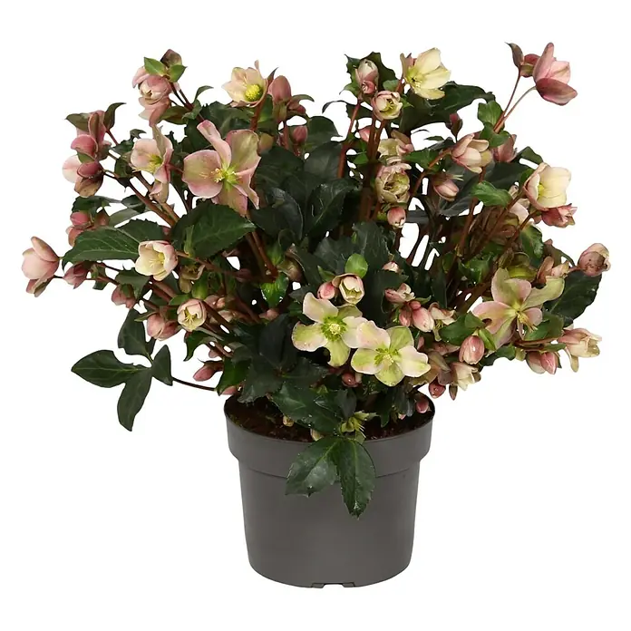 Christrose - Helleborus x ericsmithii 'Pirouette, Topfgröße: 19 cm, Rosa - Winterblühende Lenzrose im Topf. Die Blüten der Christrose sind weiß bis rosa, eine schöne Ergänzung für die Winterdeko im Haus.