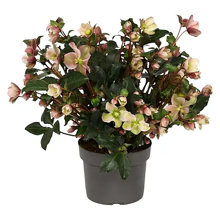 Christrose