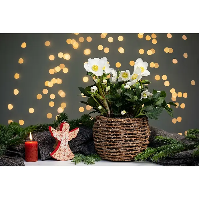 Piardino Christrose - Helleborus niger 'Christmas Carol' ®, Topfgröße: 12 cm, Weiß - Weihnachtliche Szene mit Christrose im Topf, roter Kerze und Engel-Ornament vor Lichtern, festliche Dekoration für die Feiertage.