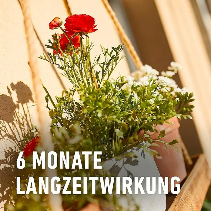Compo Balkon- & Kübelpflanzen-Nahrung - 1,2 kg - Dekorative Blumenarrangements in Töpfen, die eine langanhaltende Wirkung für 6 Monate versprechen.