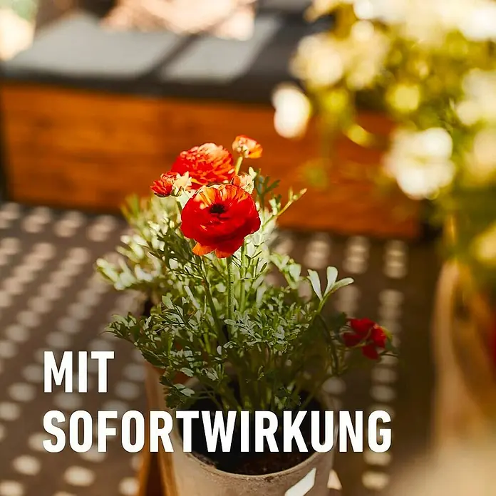 Compo Balkon- & Kübelpflanzen-Nahrung - 1,2 kg - Nahaufnahme einer Topfpflanze mit roten Blüten und dem Text "Mit Sofortwirkung" im Vordergrund.