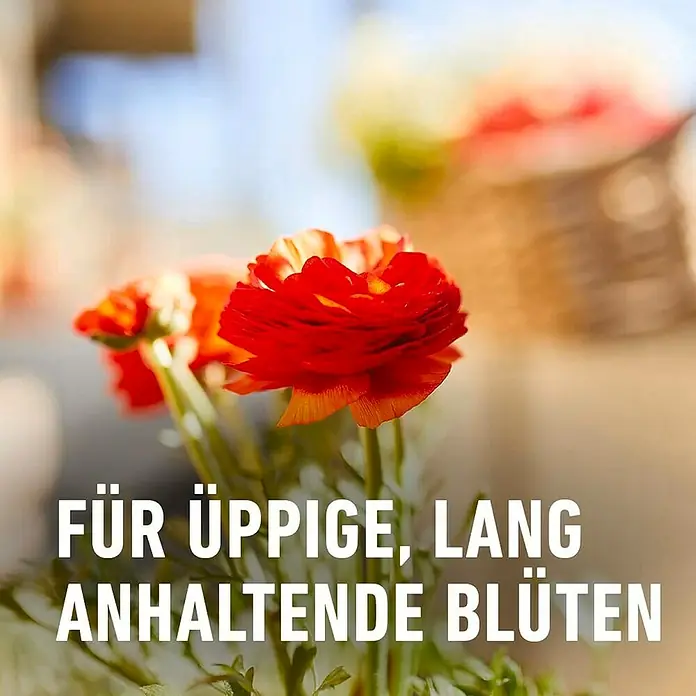 Compo Balkon- & Kübelpflanzen-Nahrung - 1,2 kg - Üppige, lang anhaltende Blüten. Eine Nahaufnahme von leuchtend roten Ranunkeln, die ihre Schönheit zeigen.