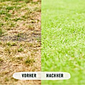 Compo Bio Rasendünger (10,05 kg, Max. Anwendungsfläche: 500 m²) | BAUHAUS