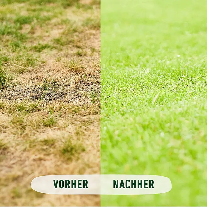 saatgut löwenzahn BIO Löwenzahn Samen main image 0