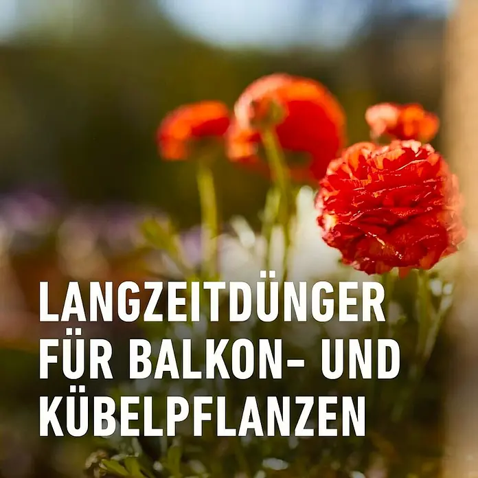 Compo Balkon- & Kübelpflanzen-Nahrung - 1,2 kg - Langzeitdünger für Balkon- und Kübelpflanzen mit roten Blüten. Ideale Nährstoffversorgung für üppiges Wachstum und langanhaltende Blütenpracht.