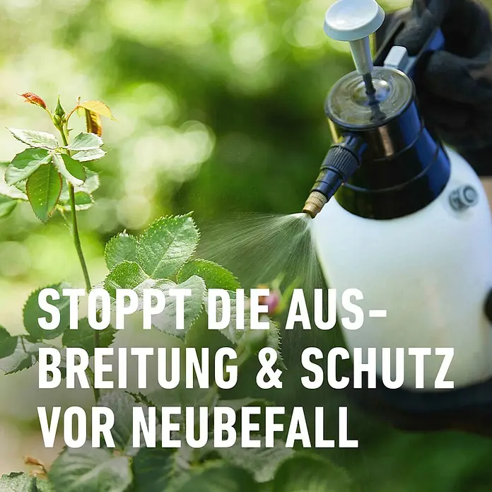 Compo Pilzfrei Duaxo Universal - 750 ml - Pflanzenschutzmittel wird auf eine Rose gesprüht, um die Ausbreitung von Krankheiten zu stoppen und vor Neubefall zu schützen.