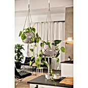 Lechuza Blumenampel Makramee Pure (Länge: 120 cm, Baumwolle, Grau) | BAUHAUS