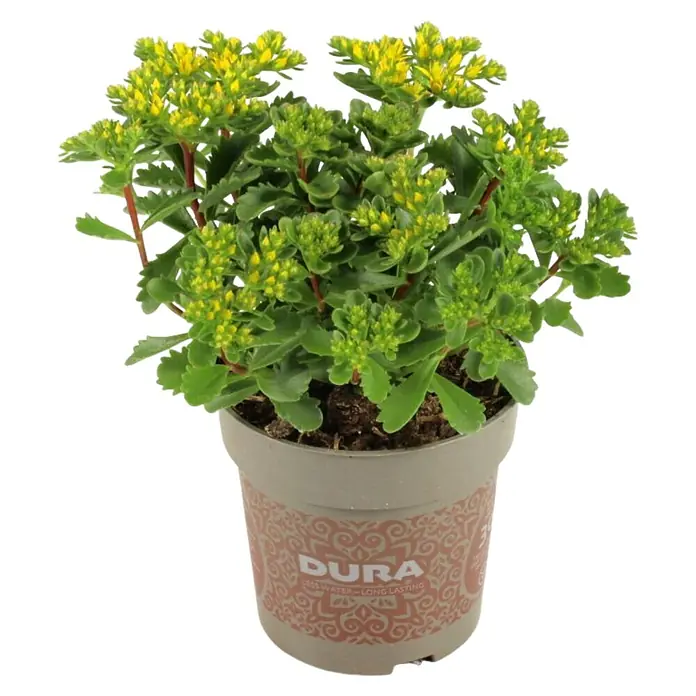 Piardino Garten-Fettblatt - Sedum kamschaticum, Topfgröße: 13 cm, Gelb, Orange - Topf mit gelb blühender Sedum staubförmig, bekannt für ihre Trockenheitstoleranz, in einem dekorativen Dura-Topf für langanhaltende Bewässerung.