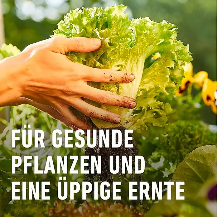 Compo Bio-Schafwolldünger Universal - 2 kg, Gartenpflanzen - Eine Hand hält Salat, symbolisch für gesunde Pflanzen und eine reiche Ernte.