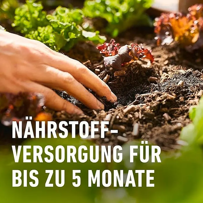 Compo Bio-Schafwolldünger Universal - 2 kg, Gartenpflanzen - Nahaufnahme einer Hand, die Erde um eine Pflanze häufelt, um sie bis zu 5 Monate lang mit Nährstoffen zu versorgen.
