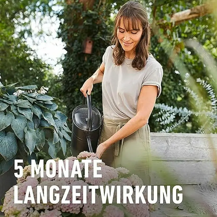 Compo Bio-Schafwolldünger Rhododendron & Hortensien - 2 kg, Hortensien - Frau gießt Blumen mit einer Gießkanne, Bildunterschrift: 5 Monate Langzeitwirkung.