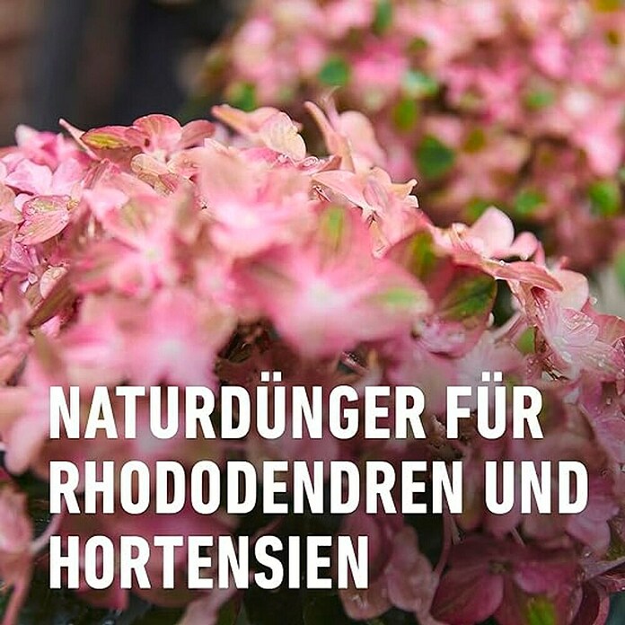 Compo Bio-Schafwolldünger Rhododendron & Hortensien (2 kg, Hortensien) | BAUHAUS