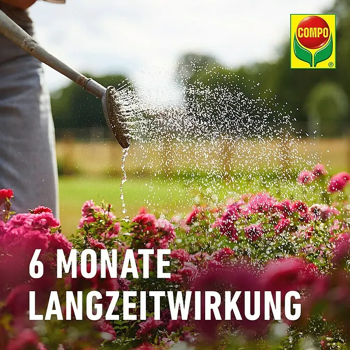 Compo Langzeitdünger Rosen - 850 g - COMPO Langzeitdünger: Eine Gießkanne bewässert Rosen, was die langanhaltende Wirkung des Düngers für 6 Monate zeigt.