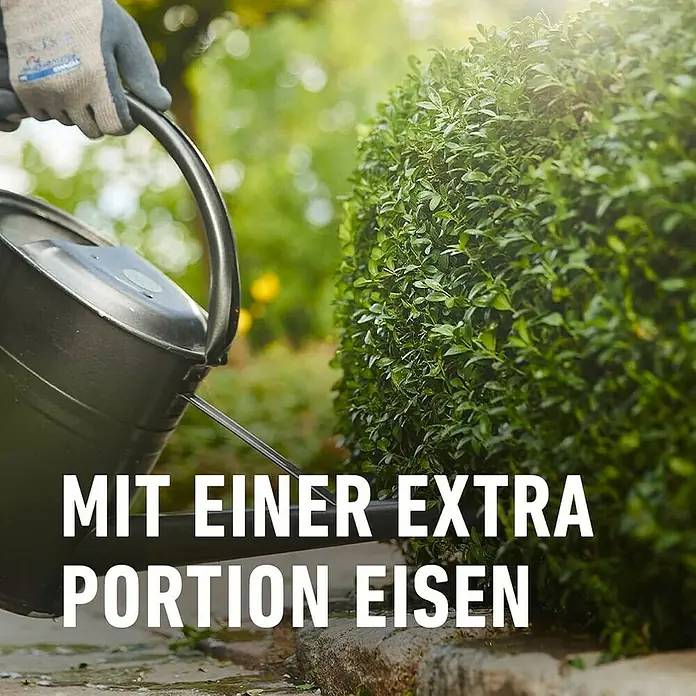 Compo Langzeitdünger Buchsbaum & Ilex - 850 g, Max. Anwendungsfläche: 17 m² - Eine Person gießt mit einer Gießkanne eine Pflanze im Garten. Aufschrift: Mit einer Extra Portion Eisen.
