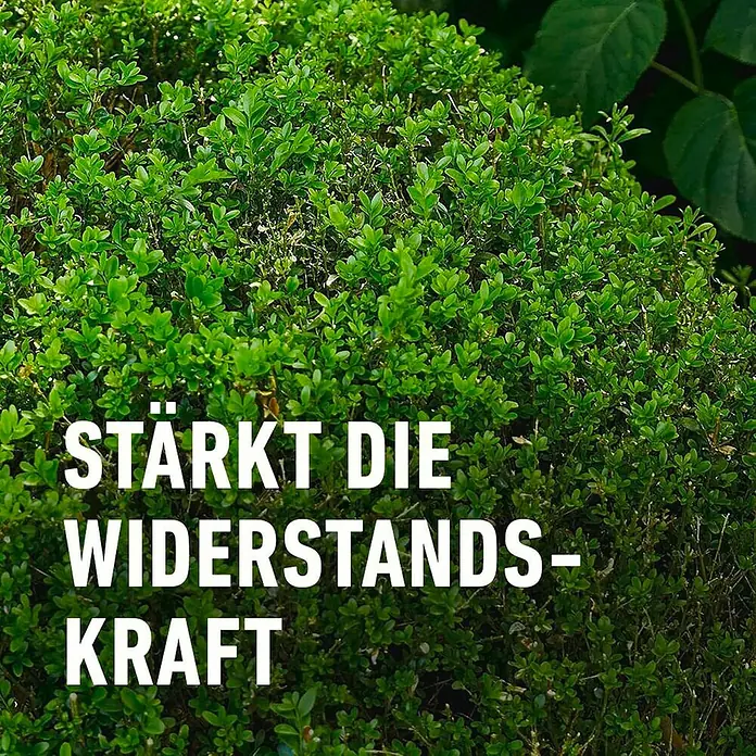 Compo Langzeitdünger Buchsbaum & Ilex - 850 g, Max. Anwendungsfläche: 17 m² - Vitaler Buchsbaum: Stärkt die Widerstandskraft für eine gesunde, widerstandsfähige Pflanze.