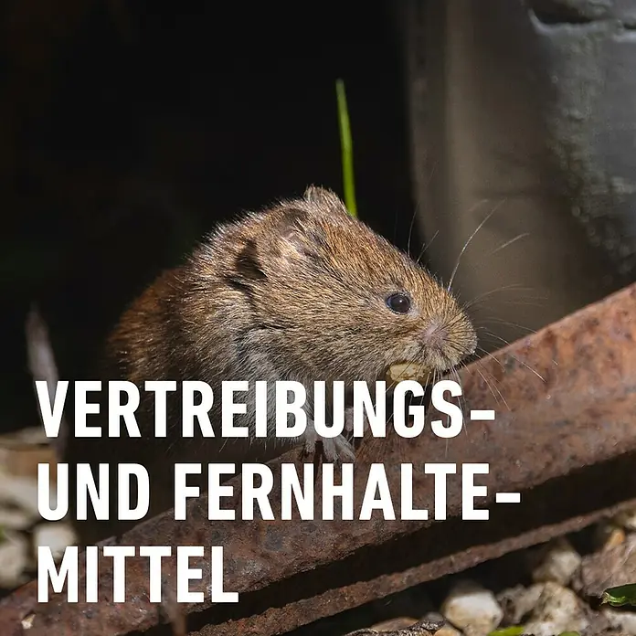 Compo Wühlmaus-Stopp Cumarax - 200 g - Maus mit dem Text "Vertreibungs- und Fernhaltemittel" im Vordergrund. Das Bild zeigt ein Produkt zur Mäuseabwehr.