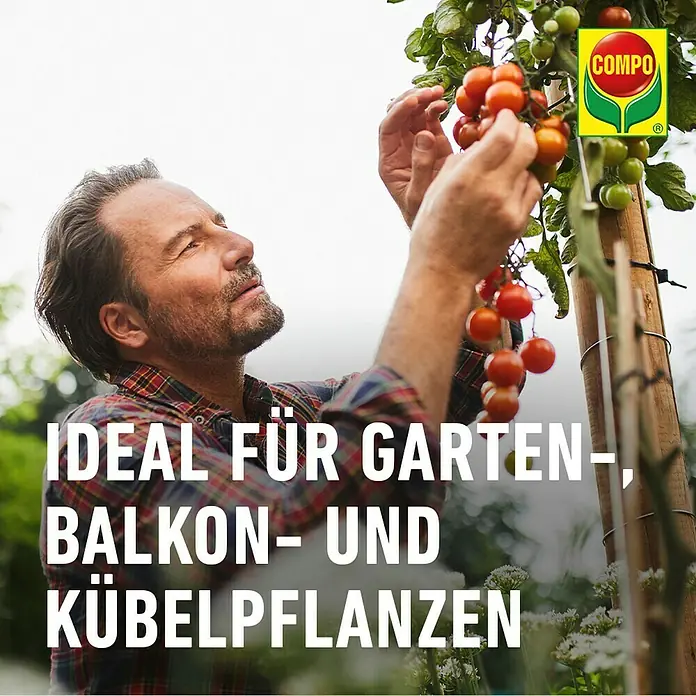 Compo Universaldünger Eisen - 250 ml - Ein Mann im Garten betrachtet Tomaten, beworben mit dem Compo Logo, ideal für Garten, Balkon und Kübelpflanzen.