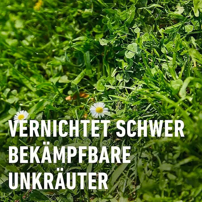 Compo Unkrautvernichter Banvel® Quattro - 75 ml - Vernichtet schwer bekämpfbare Unkräuter. Das Bild zeigt eine Nahaufnahme von Gras mit einigen Gänseblümchen und dem Text "Vernichtet schwer bekämpfbare Unkräuter".