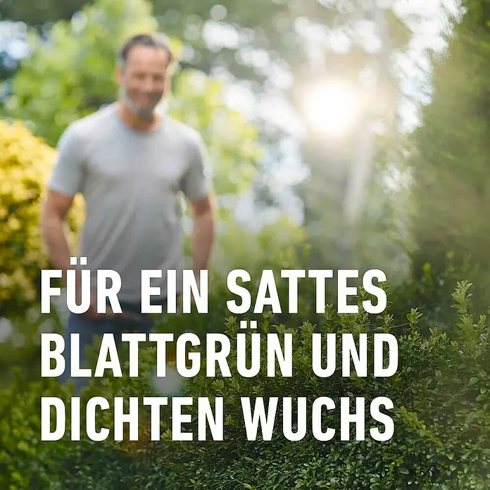 Compo Langzeitdünger Buchsbaum & Ilex - 850 g, Max. Anwendungsfläche: 17 m² - Bild einer üppigen Grünpflanze mit dem Text "Für ein sattes Blattgrün und dichten Wuchs".