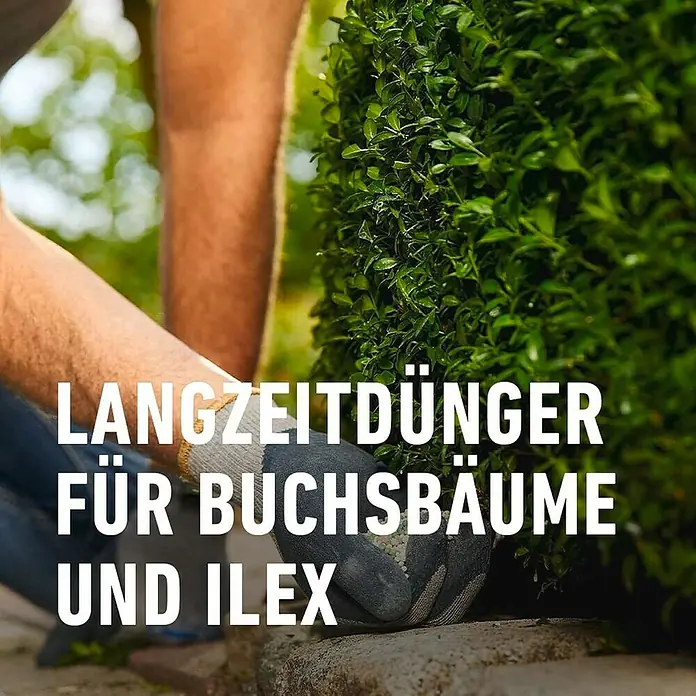 Compo Langzeitdünger Buchsbaum & Ilex - 850 g, Max. Anwendungsfläche: 17 m² - Langzeitdünger für Buchsbäume und Ilex. Der Dünger sorgt für ein gesundes Wachstum und üppige grüne Blätter.