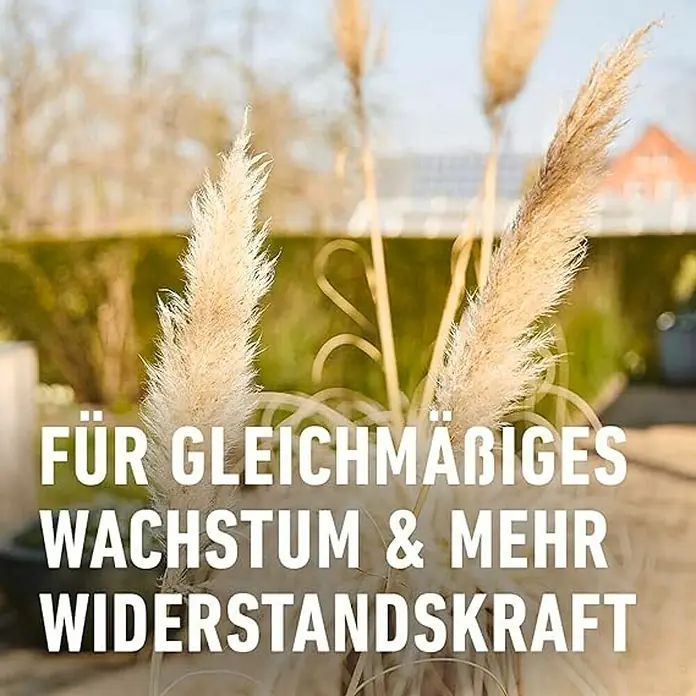Compo Langzeitdnger Bambus & Ziergrser - 850 g online kaufen bei BAUHAUS