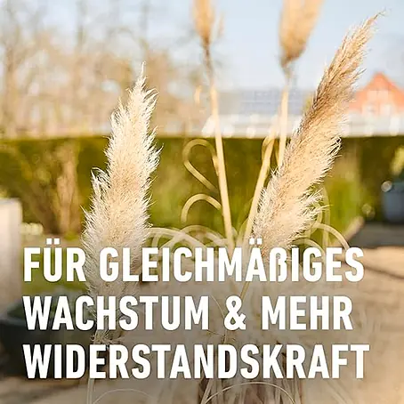 Compo Langzeitdnger Bambus & Ziergrser - 850 g online kaufen bei BAUHAUS