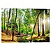 Reinders Glasbild Spring Woods 