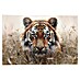 Reinders Glasbild Hunting Tiger 