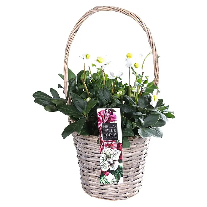 Piardino Christrose im Korb - Helleborus, Topfgröße: 19 - Eine Nahaufnahme eines Körbchens mit weißen Helleborus-Blüten und grünen Blättern, mit einem Etikett von "HELLO, HELLE BORUS".