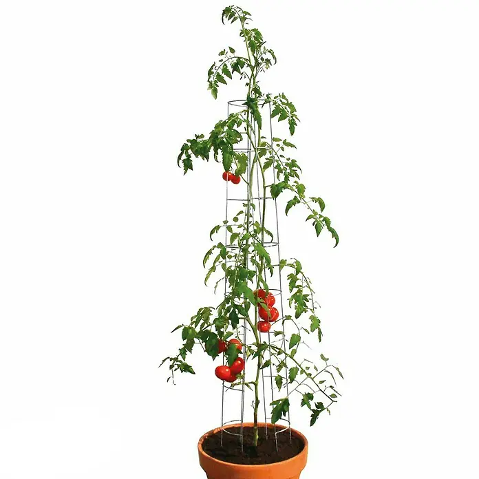 Bellissa Tomatenturm - Höhe: 120 cm, Durchmesser: 13 cm - Tomatenpflanze mit roter Frucht, die an einem stabilen, verzinkten Tomatenstützgitter in einem Terrakotta-Topf hochwächst.