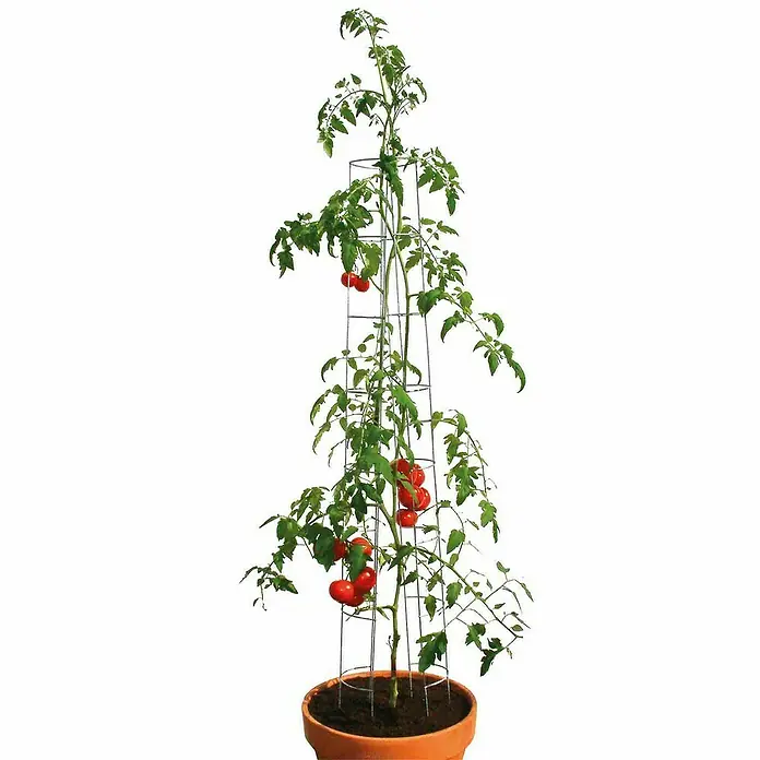 Bellissa Tomatenturm - Höhe: 180 cm, Durchmesser: 13 cm - Tomatenpflanze in einem Topf mit Rankhilfe. Die Pflanze ist mit reifen, roten Tomaten behangen und wird von einem Drahtgestell gestützt.