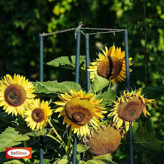 Bellissa Pflanzenstab -  x L: 1,6 x 210 cm, Stahl online kaufen bei BAUHAUS