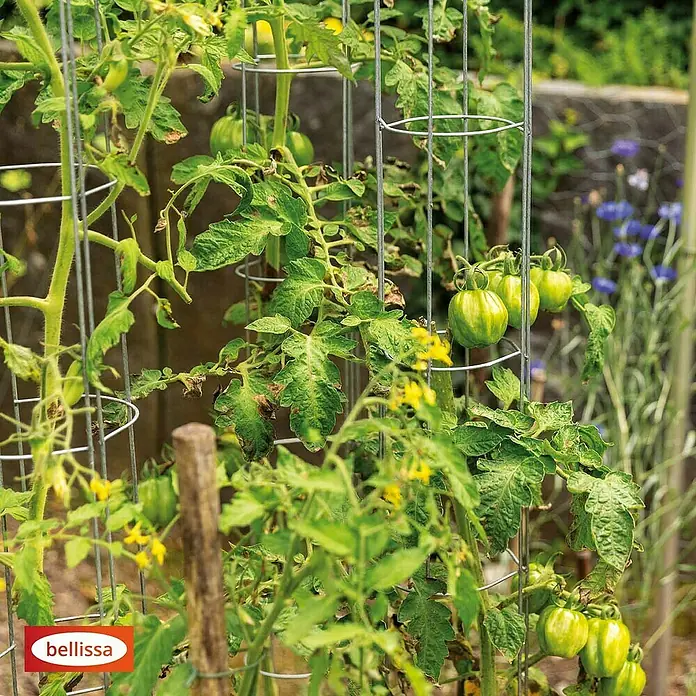 Bellissa Tomatenturm - Höhe: 180 cm, Durchmesser: 13 cm - Nahaufnahme von Tomatenpflanzen, die in einem Beet mit Bellissa Tomatenkäfigen wachsen, die das Wachstum unterstützen.