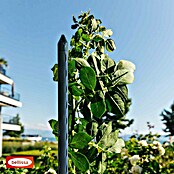Bellissa Štap za biljke (Duljina: 600 mm, Promjer: 8 mm, Metal)